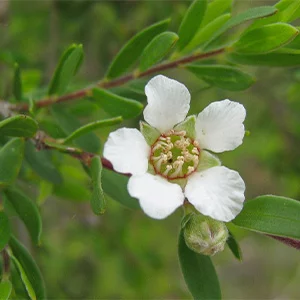 МАСКИ5.jpg